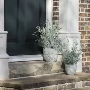 Image of Crossland Grove Potted Lavender Cream Green H560Mm