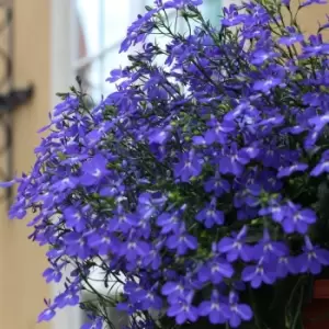 Image of Pack of 20 Lobelia Crystal Palace Blue Plants