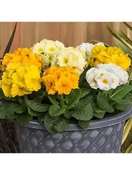 Image of Polyanthus Spring Fever Mixed 20 Garden Ready Plants