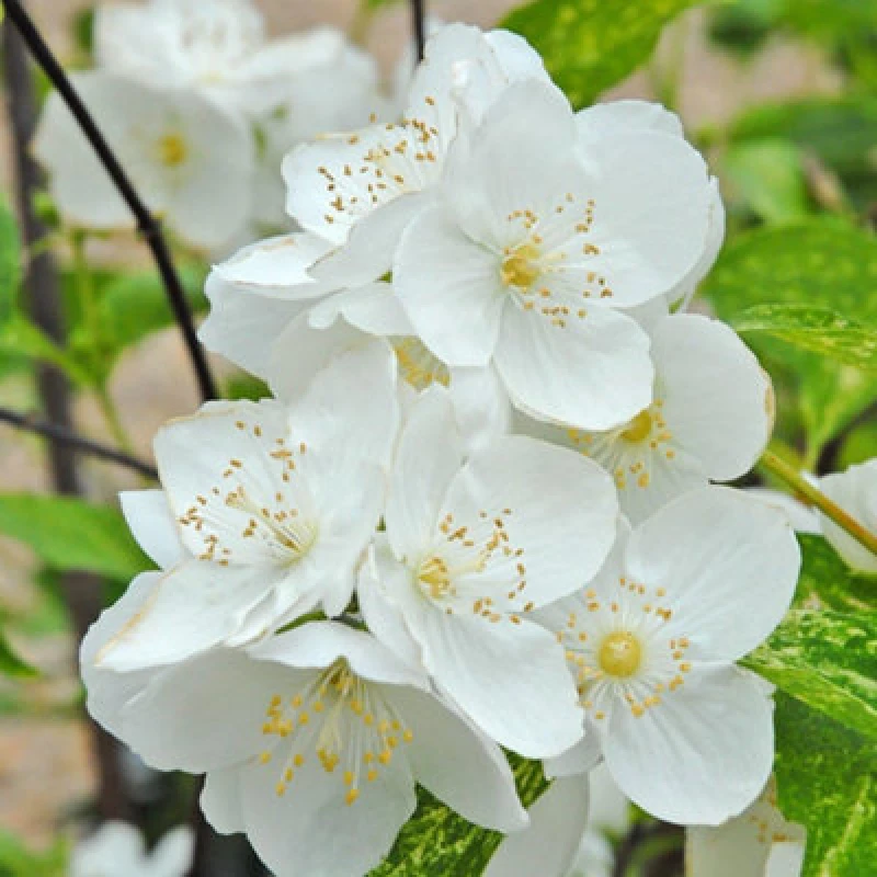 Image of Thompson & Morgan Mock Orange Philadelphus Innocence 3.6 Litre Potted Plant X 1
