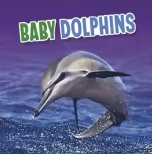 Image of Baby Dolphins