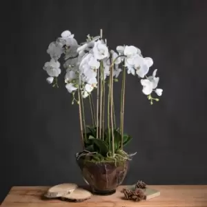 Image of Large White Orchid In Glass Pot