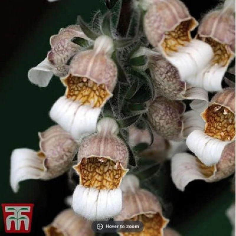 Image of Thompson & Morgan Foxglove Digitalis Lanata Cafe Creme 1 Seed Packet (100 Seeds)