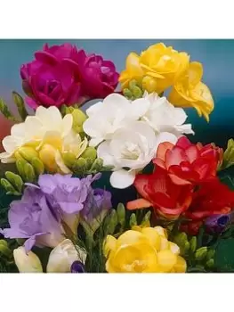 Image of 100 Freesias Bulbs - 50 Singles & 50 Doubles