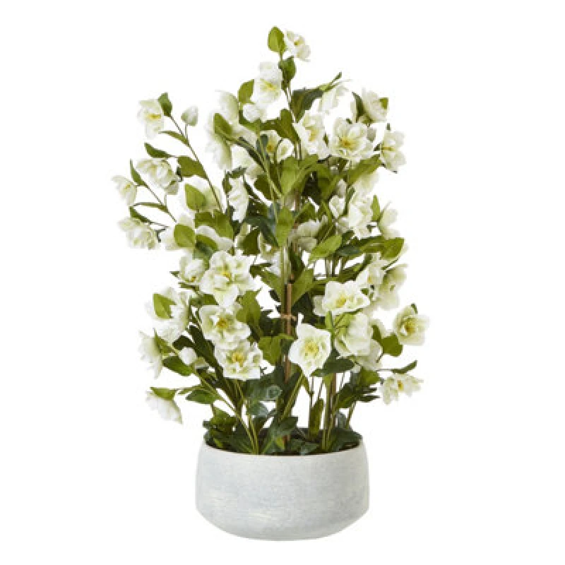 Image of Large White Hellebore In Grey Pot