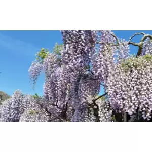 Image of Thompson & Morgan Thompson and Morgan Wisteria 9cm - 3 Plants