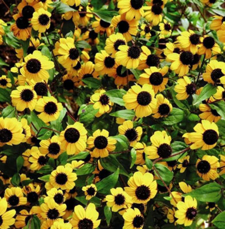 Image of Thompson & Morgan Sanvitalia Procumbens Yellow With Black Eye 1 Packet (50 Seeds)