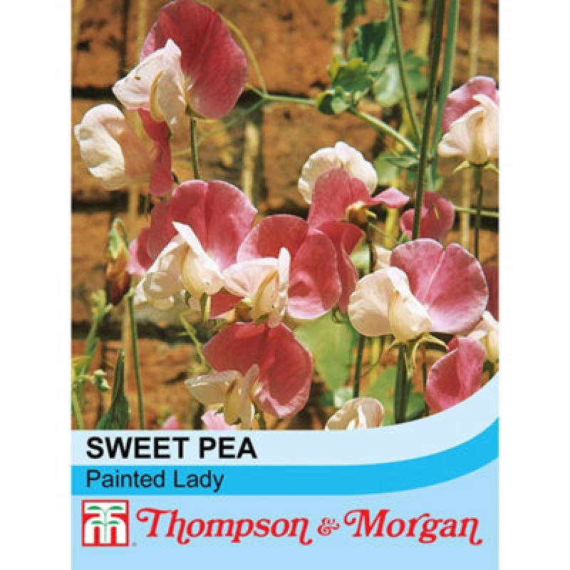 Image of Thompson & Morgan Sweet Pea Painted Lady 1 Packet (20 Seeds)