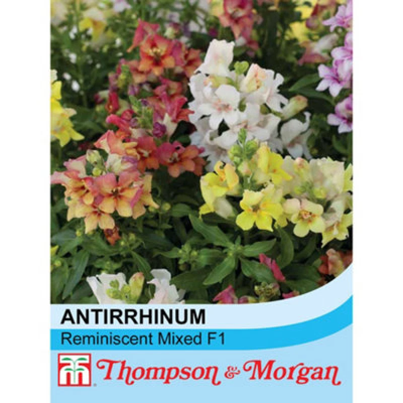 Image of Thompson & Morgan Antirrhinum Reminiscent Mixed F1 Hybrid 1 Packet (50 Seeds)