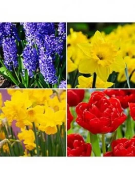 Image of Bold And Beautiful Bulb Collection 63 Bulbs