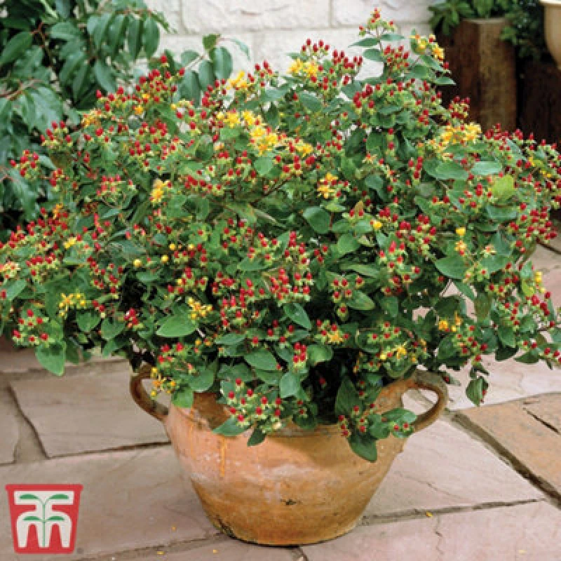 Image of Thompson & Morgan Hypericum Orange Flair 9Cm Potted Plant X 1