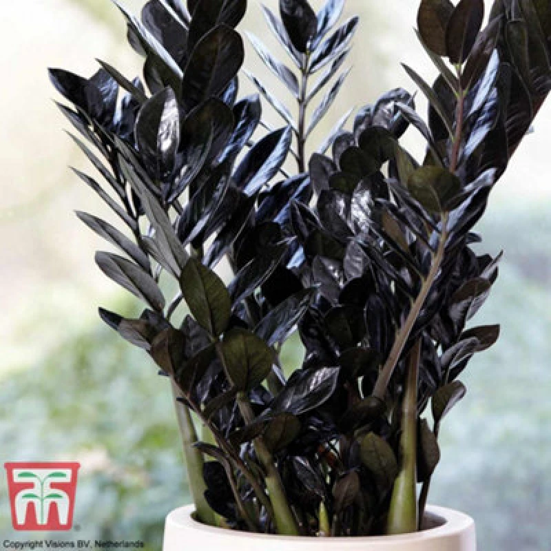 Image of Thompson & Morgan Houseplant - Zamioculcas Raven (Black) 14Cm Potted Plant X 1