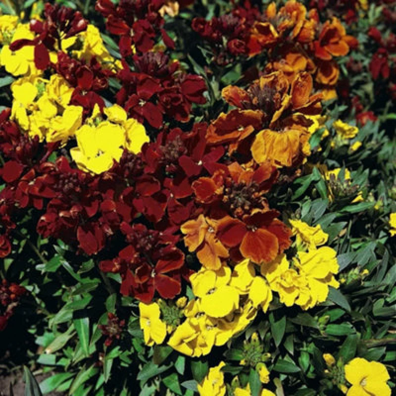 Image of Thompson & Morgan Wallflower Dwarf Brilliant Bedder 1 Packet (500 Seeds)
