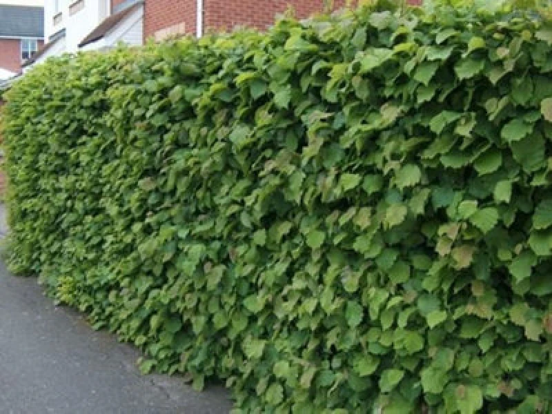 Image of Inspirational Gifting 4ft Hazel (Corylus Avellana) Field Grown Bare Root Hedging Plants Tree Whips Saplings - Pack Of 10