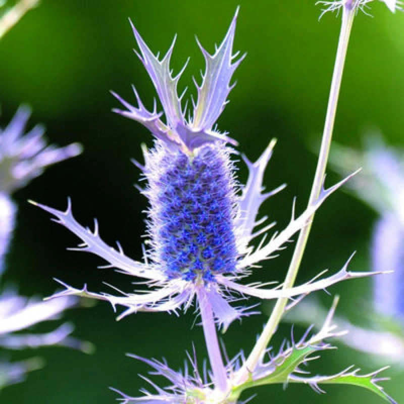 Image of Thompson & Morgan Eryngium Leavenworthii Seeds - Sea Holly Purple Pineapple Vivid Purple Bracts Bee Friendly Hardy Annual 25 Seeds