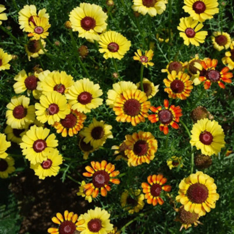 Image of Thompson & Morgan Chrysanthemum Sunset 1 Seed Packet