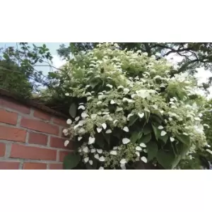 Image of Thompson & Morgan Thompson and Morgan Hydrangea Anomala Petiolaris 9cm Pot x 1