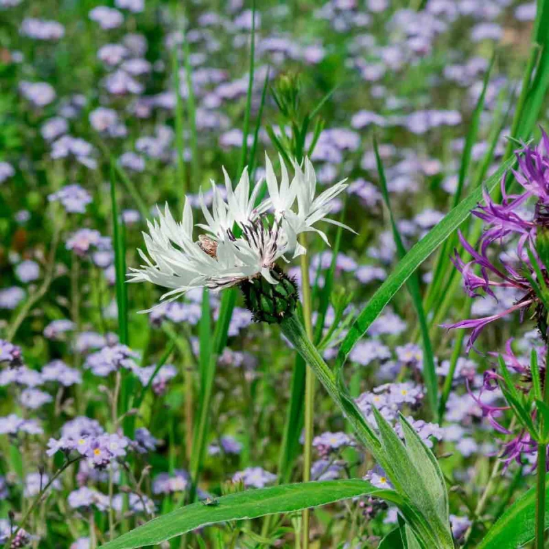 Image of Thompson & Morgan Woodland Shade Wildflower Mix - Hardy Annuals/perennials For Bees & Insects - Easy Garden Seed - 2 X 15G Packs