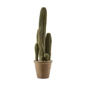 Image of Crossland Grove Cactus San Pedro Large 180X180X660Mm
