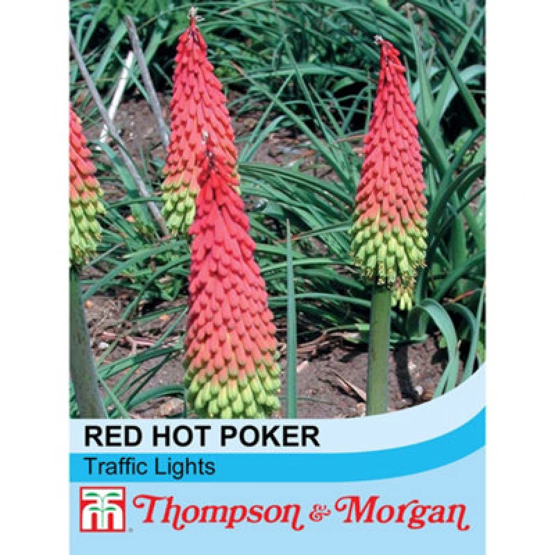 Image of Thompson & Morgan Red Hot Poker (Kniphofia) Traffic Lights 1 Seed Packet (20 Seeds)