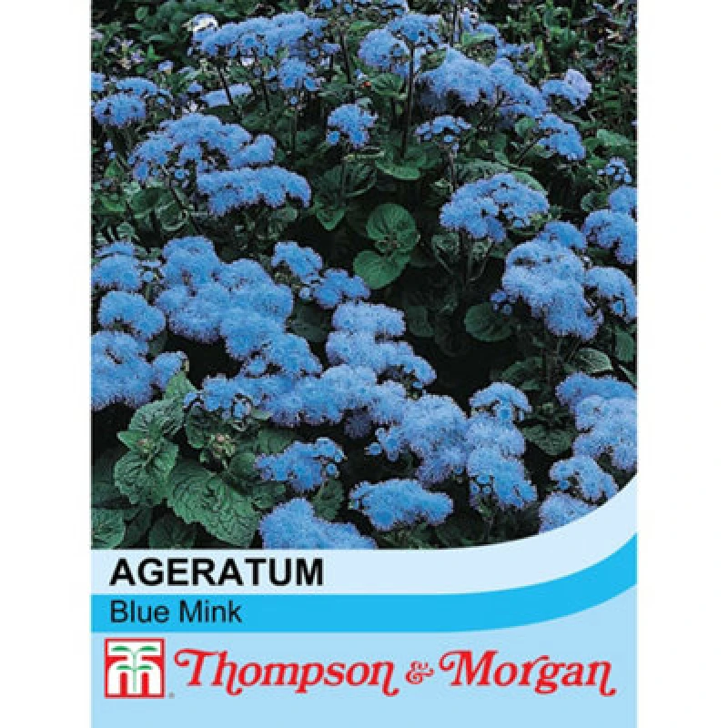 Image of Thompson & Morgan Ageratum Houstonianum Blue Mink 1 Seed Packet (1000 Seeds)