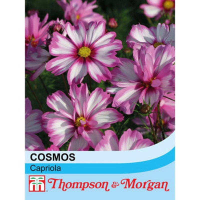 Image of Thompson & Morgan Cosmos Bipinnatus Capriola 1 Seed Packet (30 Seeds)