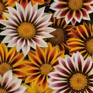 Image of Yougarden Gazania Tiger Stripes Plants 20 Pack