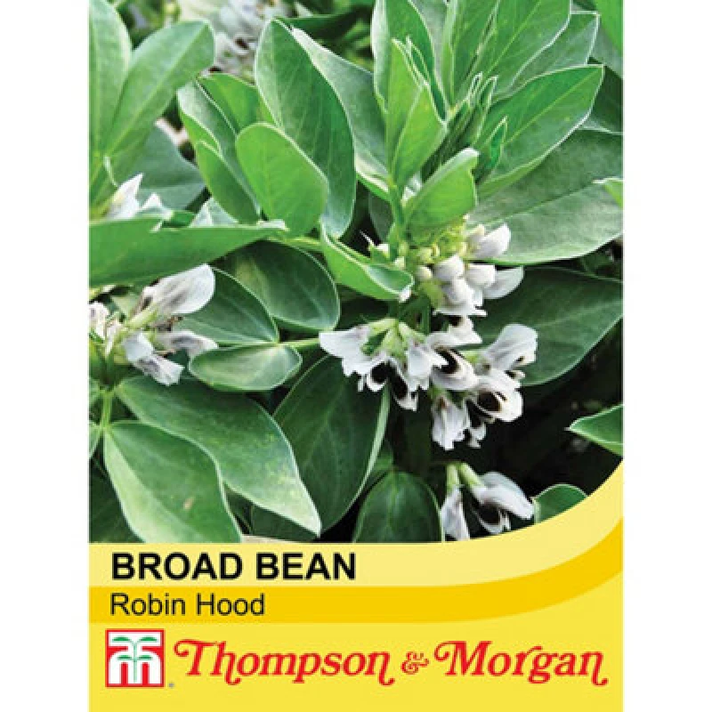 Image of Thompson & Morgan Broad Bean Robin Hood 1 Seed Packet (35 Seeds)