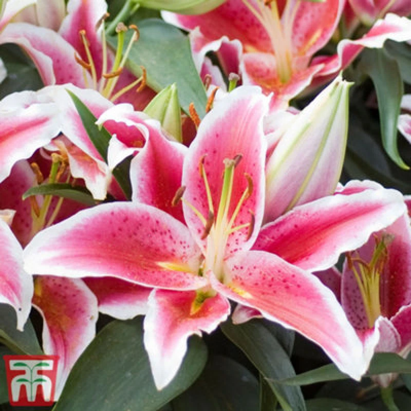 Image of Thompson & Morgan Groundcover Lily 'dazzler' - 3 Bulbs (Size 12/14)