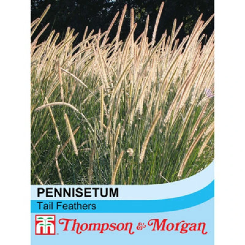 Image of Thompson & Morgan Pennisetum Macrourum Tail Feathers 1 Seed Packet (20 Seeds)