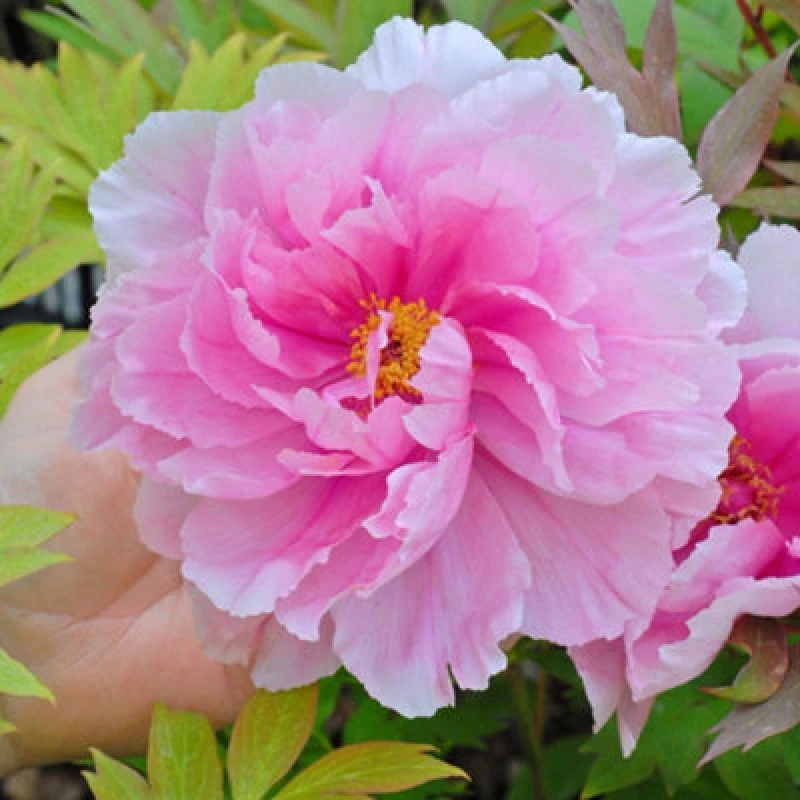 Image of Thompson & Morgan Paeonia (Tree Peony) Pink 12Cm Potted Plant X 2