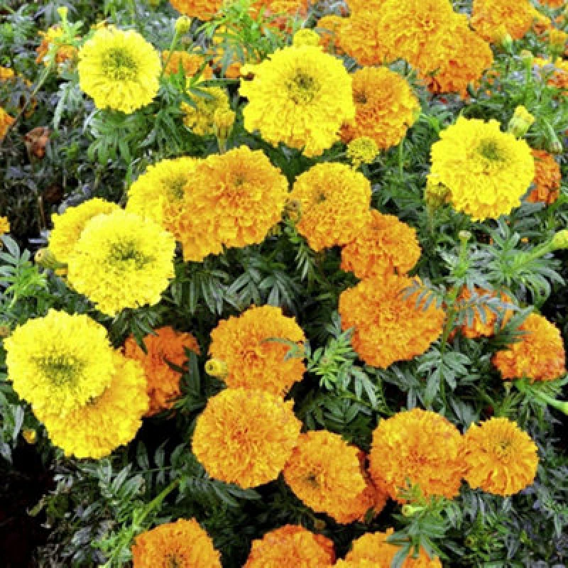 Image of Thompson & Morgan Marigold Indian Kushi Mix 1 Packet (20 Seeds)