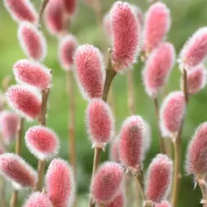 Image of Yougarden Salix Pink Pussy Willow 'mount Aso' Standard