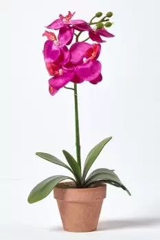 Image of Dark Pink Phalaenopsis Orchid with Brown Pot