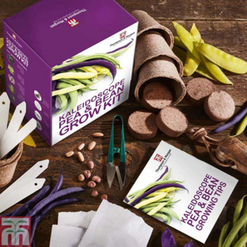 Image of Thompson & Morgan Seed Grow Kit Kaleidoscope Pea + Bean