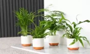 Image of Green Houseplant Mix: Three Plants
