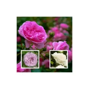 Image of RD Incredible Roses Set of 3 x 10.5cm