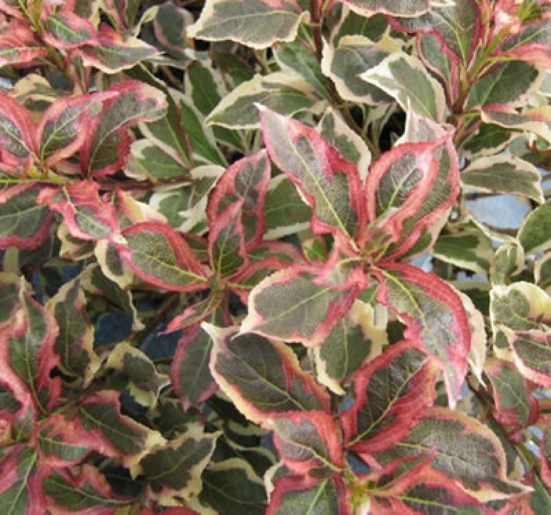 Image of Direct Plants Weigela Florida Monet Garden Shrub Large Plant Supplied In A 3 Litre Pot