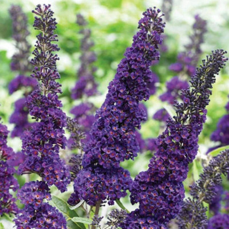 Image of Thompson & Morgan Buddleja Davidii Black Knight 3 Litre Potted Plant X 1