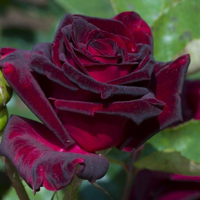 Image of YouGarden Pair of Bare Root Roses - Black Baccara Multi unisex 2 bare rt