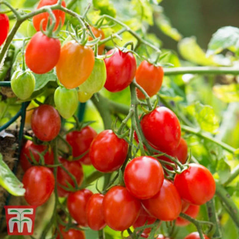 Image of Thompson & Morgan Tomato Romello F1 1 Seed Packet (6 Seeds)