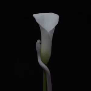 Image of Animals As Leaders Parrhesia CD multicolor