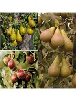 Image of You Garden Three Variety Family Pear Tree 3L Potted