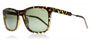 Image of Polaroid Palladium 2034S Sunglasses Havana Gold NHO Polariserade 53mm
