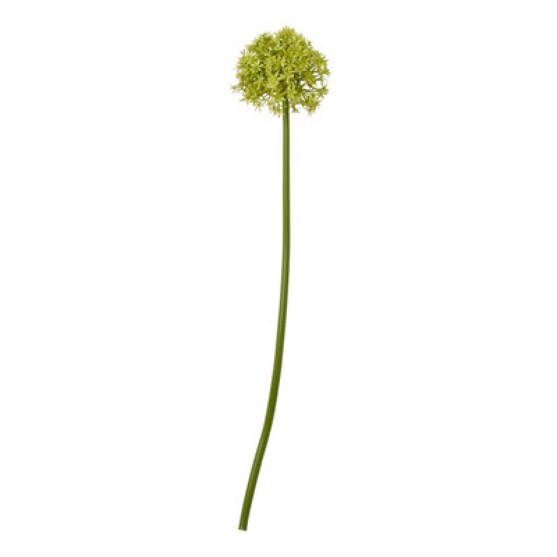 Image of Green Medium Allium Stem