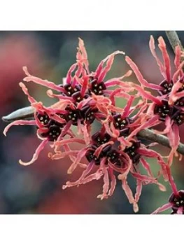 Image of Hamamelis Interm. 'Ruby Glow' 2L