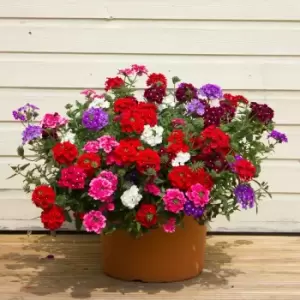 Image of Yougarden Verbena Trailing Collection X 12 Plug Plants