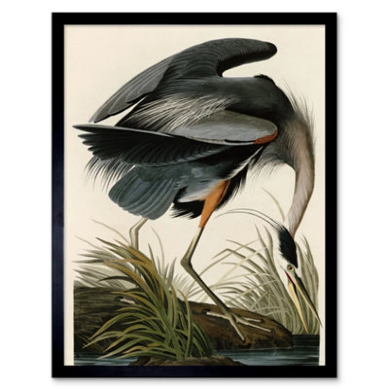 Image of Wee Blue Coo Audubon Birds Great Blue Heron Painting 12X16" Framed Wall Art Print