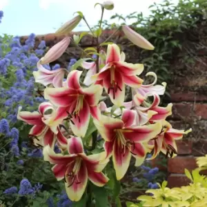Image of Yougarden Skyscraper Lily 'Matisse' x 5 Bulbs