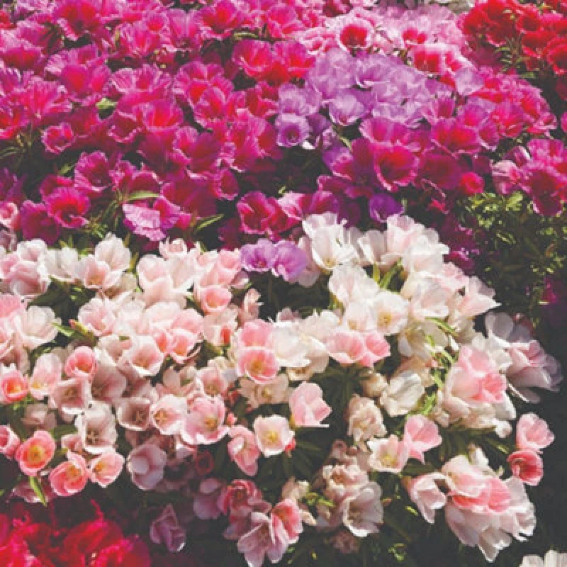 Image of Thompson & Morgan Godetia Azalea Flowered Mixed Seeds - Vibrant Pink Lilac Purple Summer Blooms - Hardy Annual Easy Grow - 600 Seeds